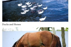 Horses